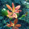 Blackberry Lily Seeds - Belamcanda chinensis / Iris domestica - 30+ Seeds
