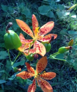 Blackberry Lily Seeds - Belamcanda chinensis / Iris domestica - 30+ Seeds
