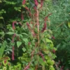 Dreadlock Amaranth Seeds - Burgundy Beauty, Crop 2025