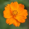 Orange Cosmos Flower Seeds - 40+ Seeds - 2025 Crop - Vibrant Blooms
