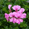 Pink Ivy Geranium Live Starter Plant 4-inch Nursery Pot