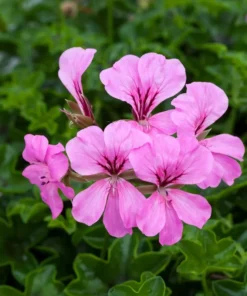 Pink Ivy Geranium Live Starter Plant 4-inch Nursery Pot