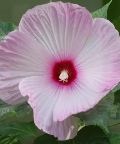 Hibiscus Luna Pink Swirl Starter Plant 6-8 inch Live Hardy Hibiscus
