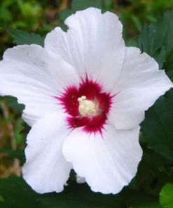 White Rose of Sharon Red Heart Seeds - 40 Count - Ornamental Shrub