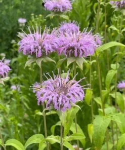 Bee Balm Seeds Wild Bergamot Monarda - Purple Shades - 100 Seeds