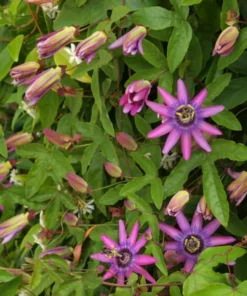 Lavender Passion Flower Plant Live Plant 4-6 Inch Tall Garden Ready