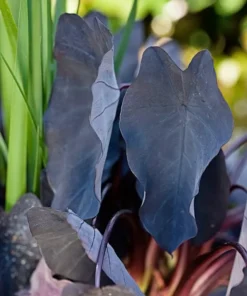Black Magic Elephant Ear Plant - 4 Inch Potted Plant - Dark Foliage
