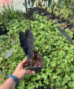 Black Magic Elephant Ear Plant - 4 Inch Potted Plant - Dark Foliage