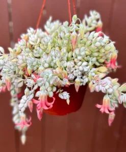 Cotyledon Pendens Trailing Succulent Live Plant Pink Accent