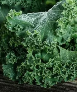 Kale Seeds Mix - Green and Red Variety - 200 Seeds for Garden Planting
