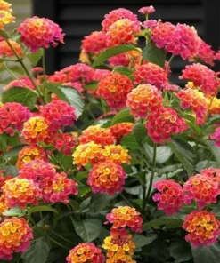 Lantana Rose Live Plants Set - 2 Pack - Outdoor Planting Flowers