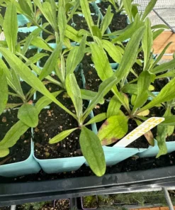 Black Cornflower Plant 3