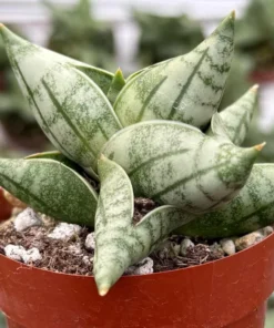 Sansevieria Bonji Plant - Rare Succulent Live Plant 3 inch Pot - Unique Home Decor