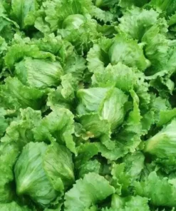 Reine des Glaces Lettuce Seeds - Ice Queen Crisphead Lettuce - 200 Seeds