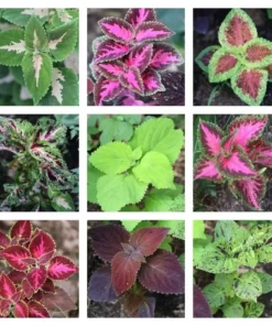 Coleus Seeds 150 Count Freshly Harvested Best Selections
