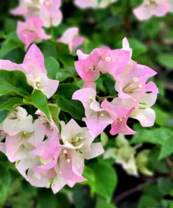 Apple Blossom Bougainvillea 4-inch Starter Plant - No Pot - Well Rooted