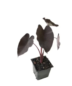 Black Magic Elephant Ear Plant - 4 Inch Potted Plant - Dark Foliage