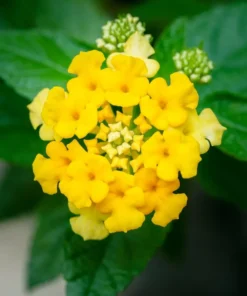 Lantana Trailing Yellow Plants - Set of 2 Live Plants - 6-8 Inch Outdoor Planting