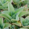 Mother of Thousands Plant - Kalanchoe Daigremontiana - Live Plant - 2/4" Pot - Easy Care