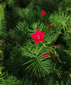 Cypress Vine Cardinal Climber RED Seeds - 2025 Crop