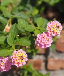 Lantana Pink Plant Set - Two 4-inch Pots - Outdoor Live Plants