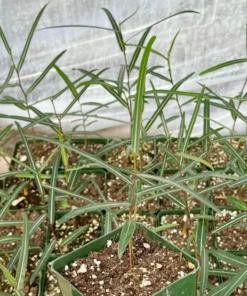 Queensland Bottle Tree - Brachychiton rupestris Live Plant - 4 Inch Pot - Unique Specimen