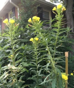 Common Evening Primrose Seeds - 300+ Seeds - Free Shipping - Garden Flower Seeds