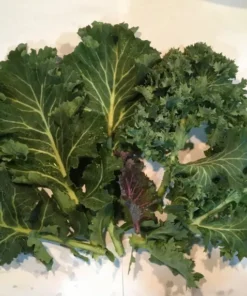 Kale Seeds Mix - Green and Red Variety - 200 Seeds for Garden Planting