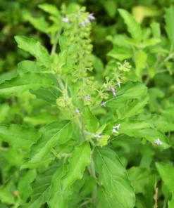 2 Holy Basil Live Plants - 5" Tall Plugs Size - Kapoor Tulsi Ocimum Africanum Plugs