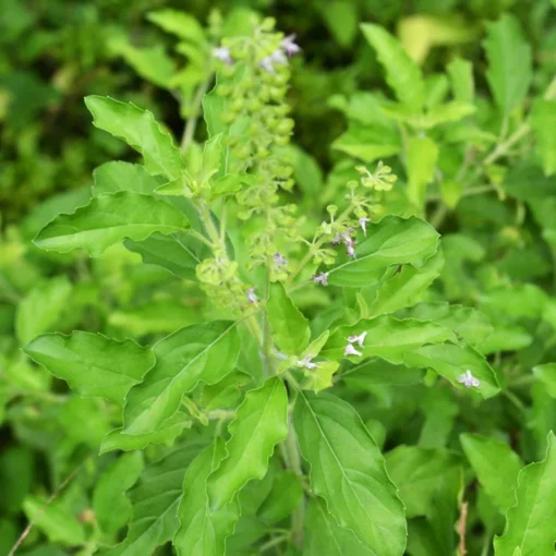 2 Holy Basil Live Plants - 5" Tall Plugs Size - Kapoor Tulsi Ocimum Africanum Plugs
