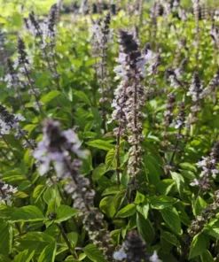 2 Holy Basil Live Plants - 5" Tall Plugs Size - Kapoor Tulsi Ocimum Africanum Plugs