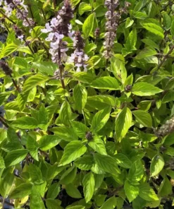 2 Holy Basil Live Plants - 5