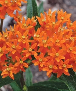 2 Milkweed Live Plants - Orange Milkweed Plants for Butterfly - Flower Garden