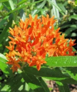 2 Milkweed Live Plants - Orange Milkweed Plants for Butterfly - Flower Garden