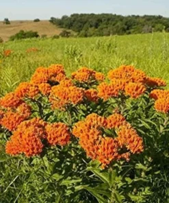 2 Milkweed Live Plants - Orange Milkweed Plants for Butterfly - Flower Garden