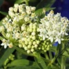 2 Milkweed Live Plants - White Milkweed Plants for Butterfly - Flower Garden