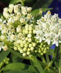 2 Milkweed Live Plants - White Milkweed Plants for Butterfly - Flower Garden