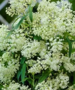 2 Milkweed Live Plants - White Milkweed Plants for Butterfly - Flower Garden