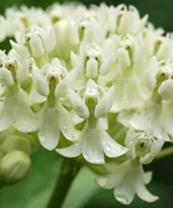 2 Milkweed Live Plants - White Milkweed Plants for Butterfly - Flower Garden