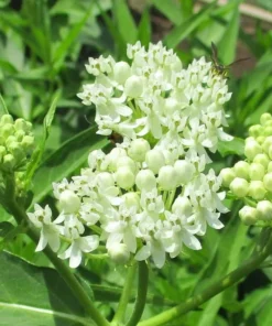 2 Milkweed Live Plants - White Milkweed Plants for Butterfly - Flower Garden