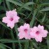 5 Pink Mexican Petunia Live Plants - Plugs Size - 5-7" Tall Flowering Ruellia