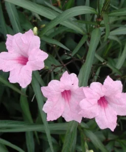 5 Pink Mexican Petunia Live Plants - Plugs Size - 5-7