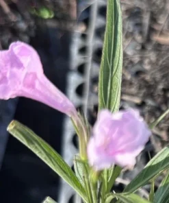5 Pink Mexican Petunia Live Plants - Plugs Size - 5-7" Tall Flowering Ruellia