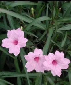 5 Pink Mexican Petunia Live Plants - Plugs Size - 5-7