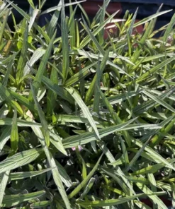 5 Pink Mexican Petunia Live Plants - Plugs Size - 5-7