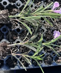 5 Pink Mexican Petunia Live Plants - Plugs Size - 5-7