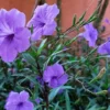 5 Purple Mexican Petunia Live Plants - Plugs Size, 5-7" Tall - Flowering Ruellia