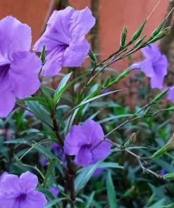 5 Purple Mexican Petunia Live Plants - Plugs Size, 5-7