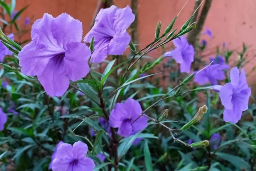 5 Purple Mexican Petunia Live Plants - Plugs Size, 5-7" Tall - Flowering Ruellia