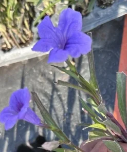 5 Purple Mexican Petunia Live Plants - Plugs Size, 5-7" Tall - Flowering Ruellia
